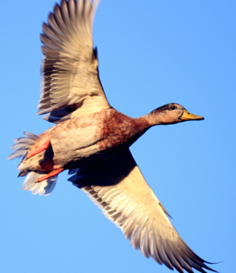 Ducks, decoys and a little lottery luck